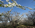 Orchard Blossom 67